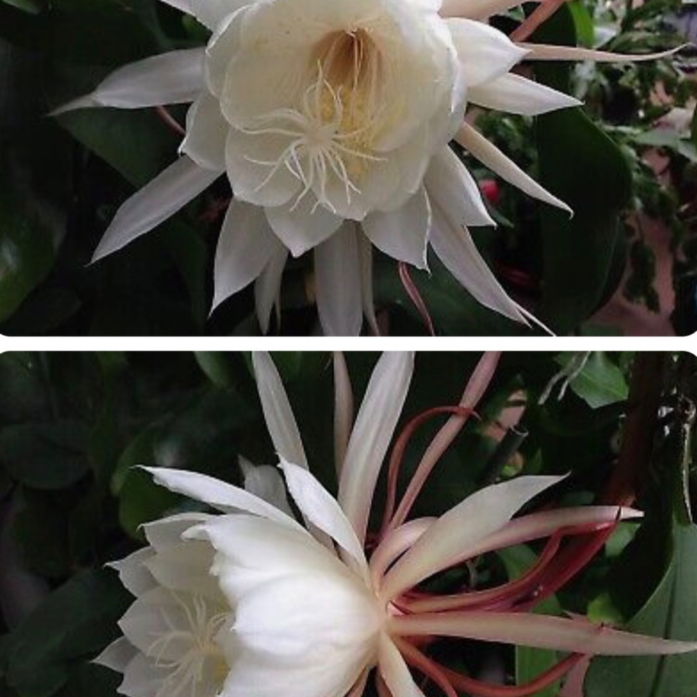 Large Flowers Night Blooming Orchid Cactus - 2 rooted leaves (Sweet Fragrance) - Picture 2 of 6